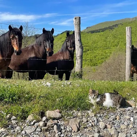 Πανσιόν Colle Del Faggio Nature